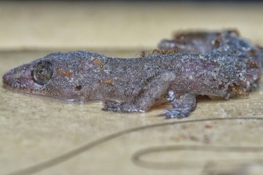Bazı ev haşereleri yapışkan kağıt tuzağına sıkışmış..