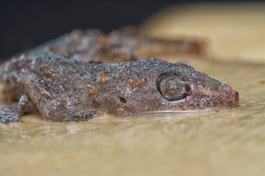 Bazı ev haşereleri yapışkan kağıt tuzağına sıkışmış..