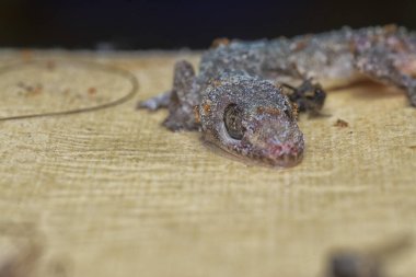 Bazı ev haşereleri yapışkan kağıt tuzağına sıkışmış..