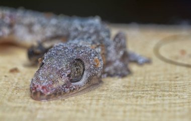 Bazı ev haşereleri yapışkan kağıt tuzağına sıkışmış..
