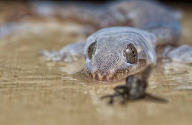 Bazı ev haşereleri yapışkan kağıt tuzağına sıkışmış..