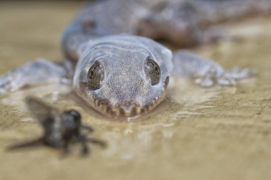 Bazı ev haşereleri yapışkan kağıt tuzağına sıkışmış..