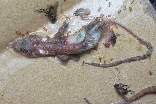 Bazı ev haşereleri yapışkan kağıt tuzağına sıkışmış..