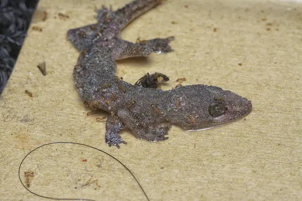 Bazı ev haşereleri yapışkan kağıt tuzağına sıkışmış..