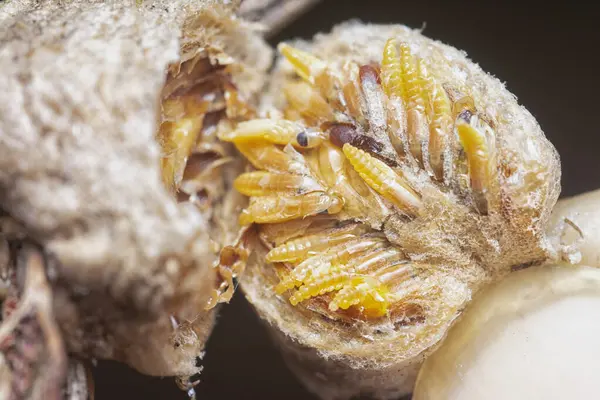 Otteca yumurtasının içinde minik peygamber devesi minyatür perisi yavruları var..