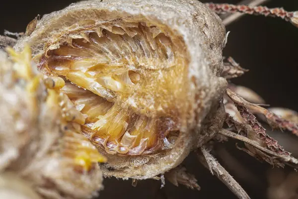 Otteca yumurtasının içinde minik peygamber devesi minyatür perisi yavruları var..