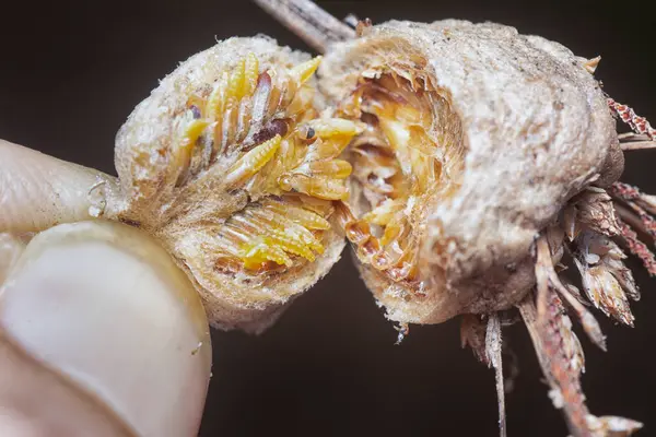 Otteca yumurtasının içinde minik peygamber devesi minyatür perisi yavruları var..
