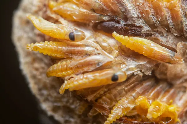 Otteca yumurtasının içinde minik peygamber devesi minyatür perisi yavruları var..