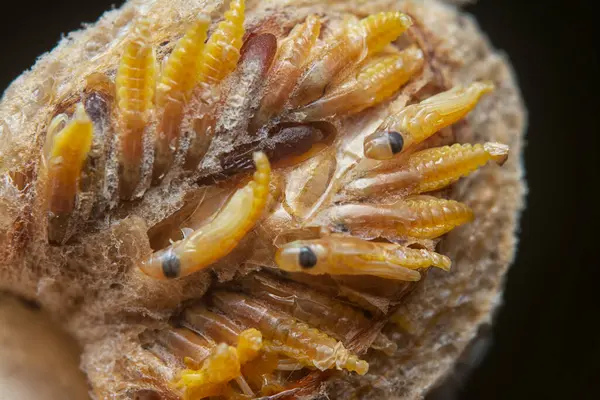 Otteca yumurtasının içinde minik peygamber devesi minyatür perisi yavruları var..