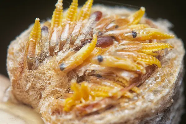 Otteca yumurtasının içinde minik peygamber devesi minyatür perisi yavruları var..