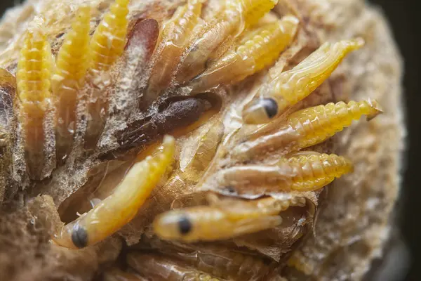 Otteca yumurtasının içinde minik peygamber devesi minyatür perisi yavruları var..