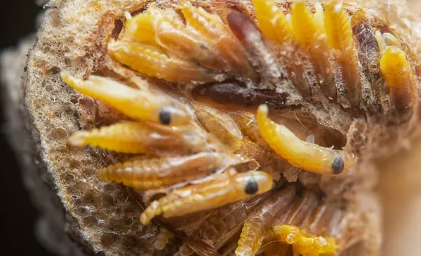 Otteca yumurtasının içinde minik peygamber devesi minyatür perisi yavruları var..