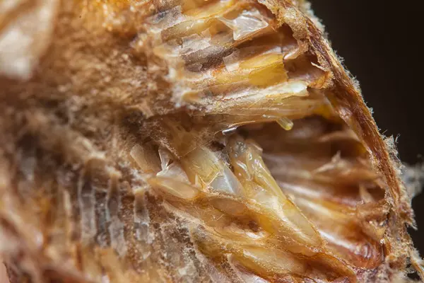 Otteca yumurtasının içinde minik peygamber devesi minyatür perisi yavruları var..