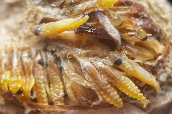 Otteca yumurtasının içinde minik peygamber devesi minyatür perisi yavruları var..