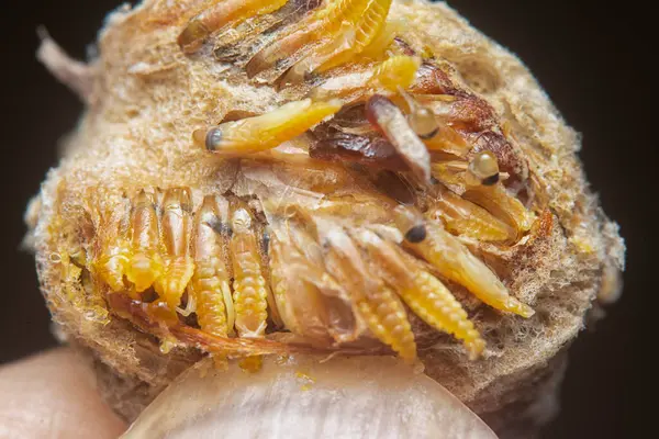 Otteca yumurtasının içinde minik peygamber devesi minyatür perisi yavruları var..