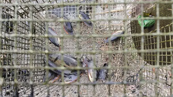 Kanalizasyondan yakalanan bazı tatlı su balıklarının yakın çekimleri.