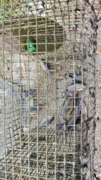 Kanalizasyondan yakalanan bazı tatlı su balıklarının yakın çekimleri.