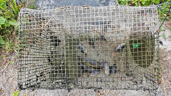 Kanalizasyondan yakalanan bazı tatlı su balıklarının yakın çekimleri.