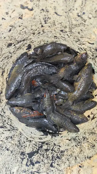 Kanalizasyondan yakalanan bazı tatlı su balıklarının yakın çekimleri.