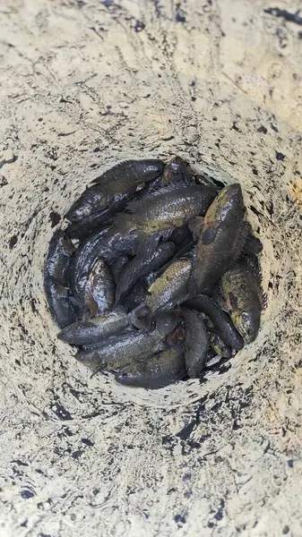 Kanalizasyondan yakalanan bazı tatlı su balıklarının yakın çekimleri.