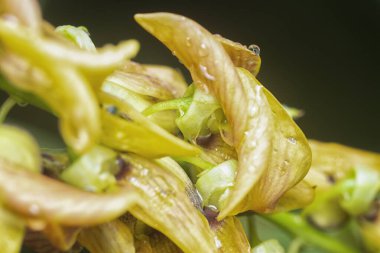 Crotalaria trichotoma çiçeği ve meyve kabuklarının yakın çekimi..