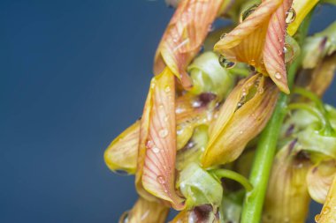 Crotalaria trichotoma çiçeği ve meyve kabuklarının yakın çekimi..