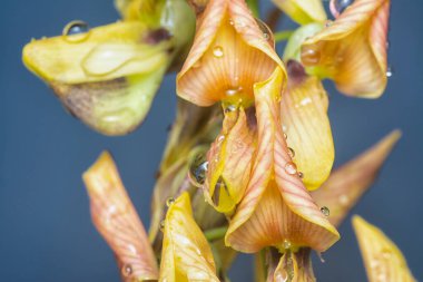 Crotalaria trichotoma çiçeği ve meyve kabuklarının yakın çekimi..