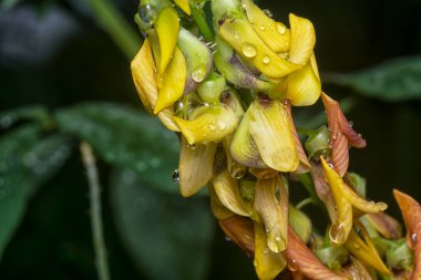 Crotalaria trichotoma çiçeği ve meyve kabuklarının yakın çekimi..