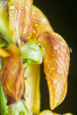 Crotalaria trichotoma çiçeği ve meyve kabuklarının yakın çekimi..