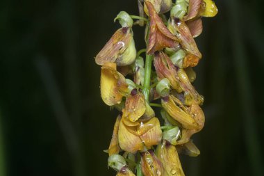 Crotalaria trichotoma çiçeği ve meyve kabuklarının yakın çekimi..
