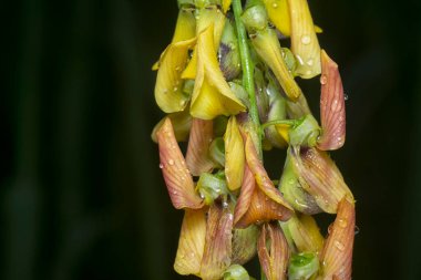 Crotalaria trichotoma çiçeği ve meyve kabuklarının yakın çekimi..