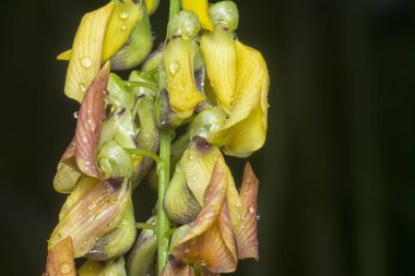 Crotalaria trichotoma çiçeği ve meyve kabuklarının yakın çekimi..
