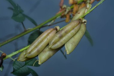 Crotalaria trichotoma çiçeği ve meyve kabuklarının yakın çekimi..