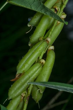 Crotalaria trichotoma çiçeği ve meyve kabuklarının yakın çekimi..