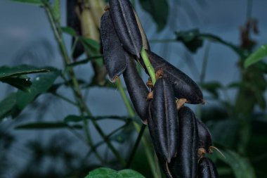 Crotalaria trichotoma çiçeği ve meyve kabuklarının yakın çekimi..