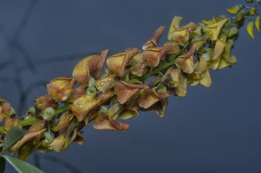 Crotalaria trichotoma çiçeği ve meyve kabuklarının yakın çekimi..