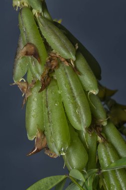 Crotalaria trichotoma çiçeği ve meyve kabuklarının yakın çekimi..