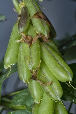 Crotalaria trichotoma çiçeği ve meyve kabuklarının yakın çekimi..