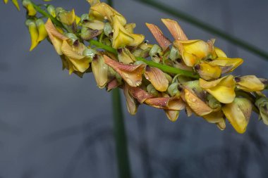 Crotalaria trichotoma çiçeği ve meyve kabuklarının yakın çekimi..