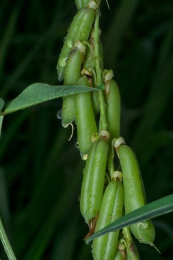 Crotalaria trichotoma çiçeği ve meyve kabuklarının yakın çekimi..