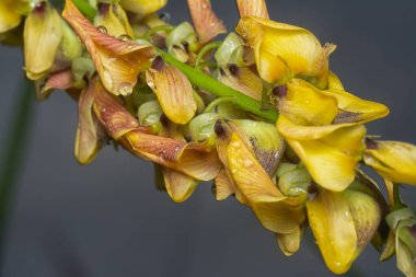 Crotalaria trichotoma çiçeği ve meyve kabuklarının yakın çekimi..