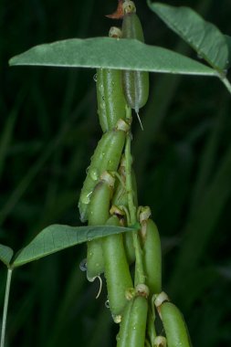 Crotalaria trichotoma çiçeği ve meyve kabuklarının yakın çekimi..