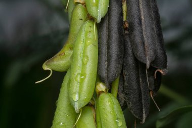 Crotalaria trichotoma çiçeği ve meyve kabuklarının yakın çekimi..