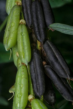 Crotalaria trichotoma çiçeği ve meyve kabuklarının yakın çekimi..