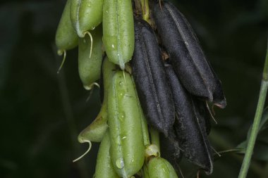 Crotalaria trichotoma çiçeği ve meyve kabuklarının yakın çekimi..