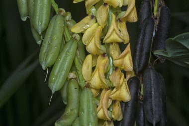 Crotalaria trichotoma çiçeği ve meyve kabuklarının yakın çekimi..