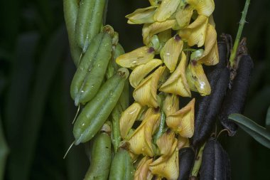 Crotalaria trichotoma çiçeği ve meyve kabuklarının yakın çekimi..