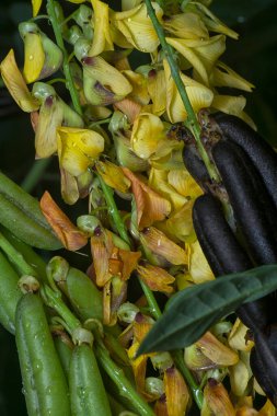 Crotalaria trichotoma çiçeği ve meyve kabuklarının yakın çekimi..