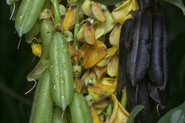 Crotalaria trichotoma çiçeği ve meyve kabuklarının yakın çekimi..
