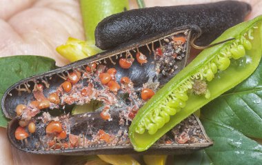 Crotalaria trichotoma çiçeği ve meyve kabuklarının yakın çekimi..